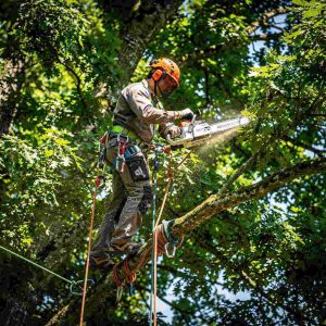 A modern wood processing scene showing a professional arborist wearing climbing gear working in a tall tree while a wood chipper processes branches below, with visible chipper blades and equipment, outdoor forestry environment, realistic lighting.